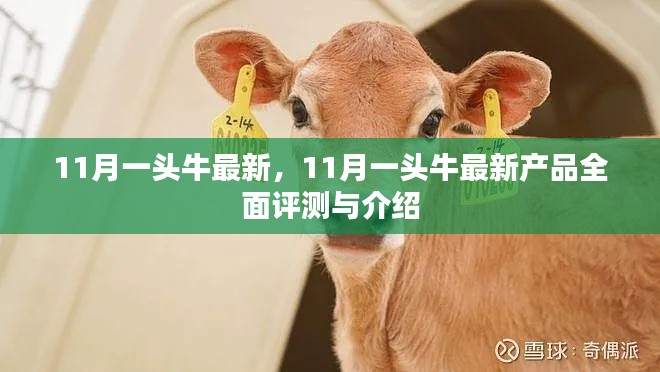 11月一頭牛最新產(chǎn)品全面評測與介紹，最新動態(tài)一覽