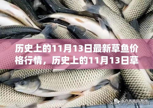 歷史上的草魚行情，揭秘11月13日的草魚價(jià)格與市場走勢分析