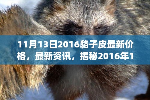 揭秘，2016年11月13日貉子皮市場最新行情及價格走勢分析