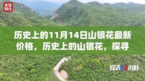 探尋山銀花價格變遷背后的故事與影響，歷史上的最新價格回顧（11月14日）