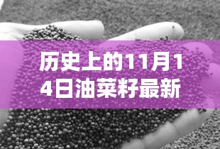 歷史上的11月14日油菜籽價(jià)格行情解析及查詢指南，最新行情與查詢步驟全解析