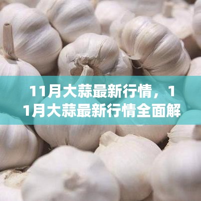 11月大蒜行情全面解析，市場動態(tài)掌握與應(yīng)對策略