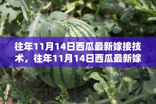 西瓜最新嫁接技術(shù)全解析，入門到精通的步驟指南（往年11月14日版）