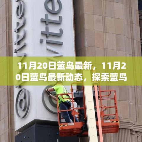 探索藍(lán)鳥新動(dòng)態(tài)，創(chuàng)新與發(fā)展之路（11月20日最新資訊）