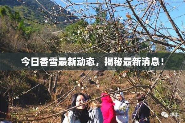今日香雪最新動(dòng)態(tài)，揭秘最新消息！