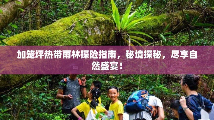 加籠坪熱帶雨林探險指南，秘境探秘，盡享自然盛宴！