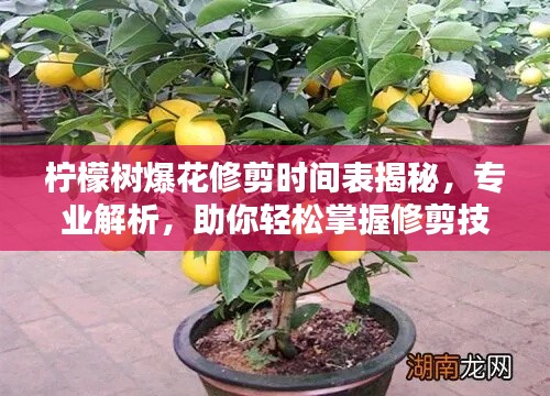 檸檬樹爆花修剪時間表揭秘，專業(yè)解析，助你輕松掌握修剪技巧