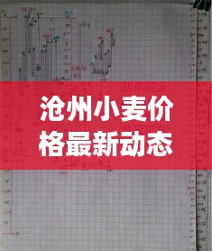 滄州小麥價格最新動態(tài)，市場走勢與影響因素深度解析