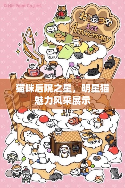貓咪后院之星，明星貓魅力風(fēng)采展示